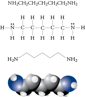 Image of the condensed formula, Lewis structure, line drawing, and space filling model for cadaverine