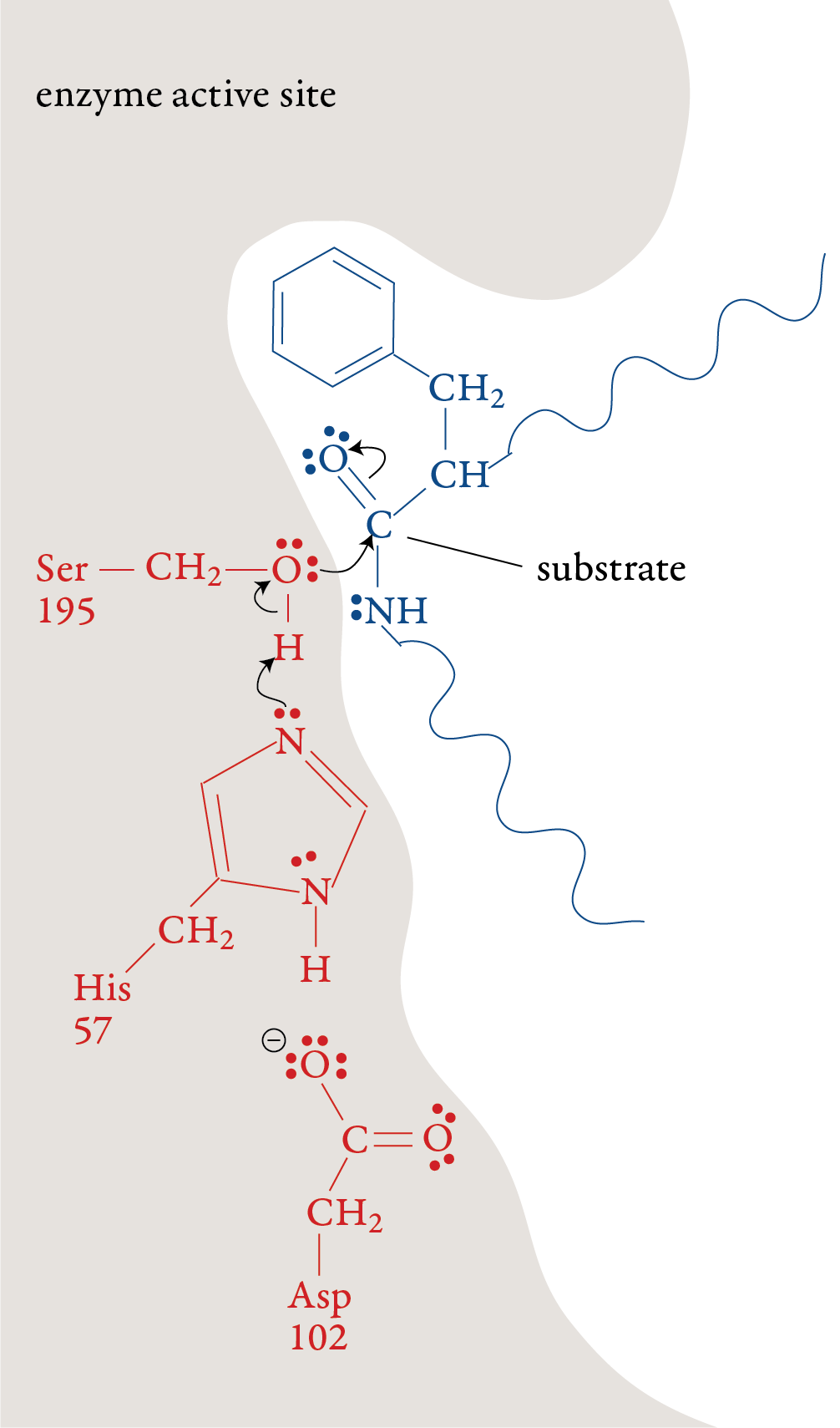 Image of first step in the chymotrypsin