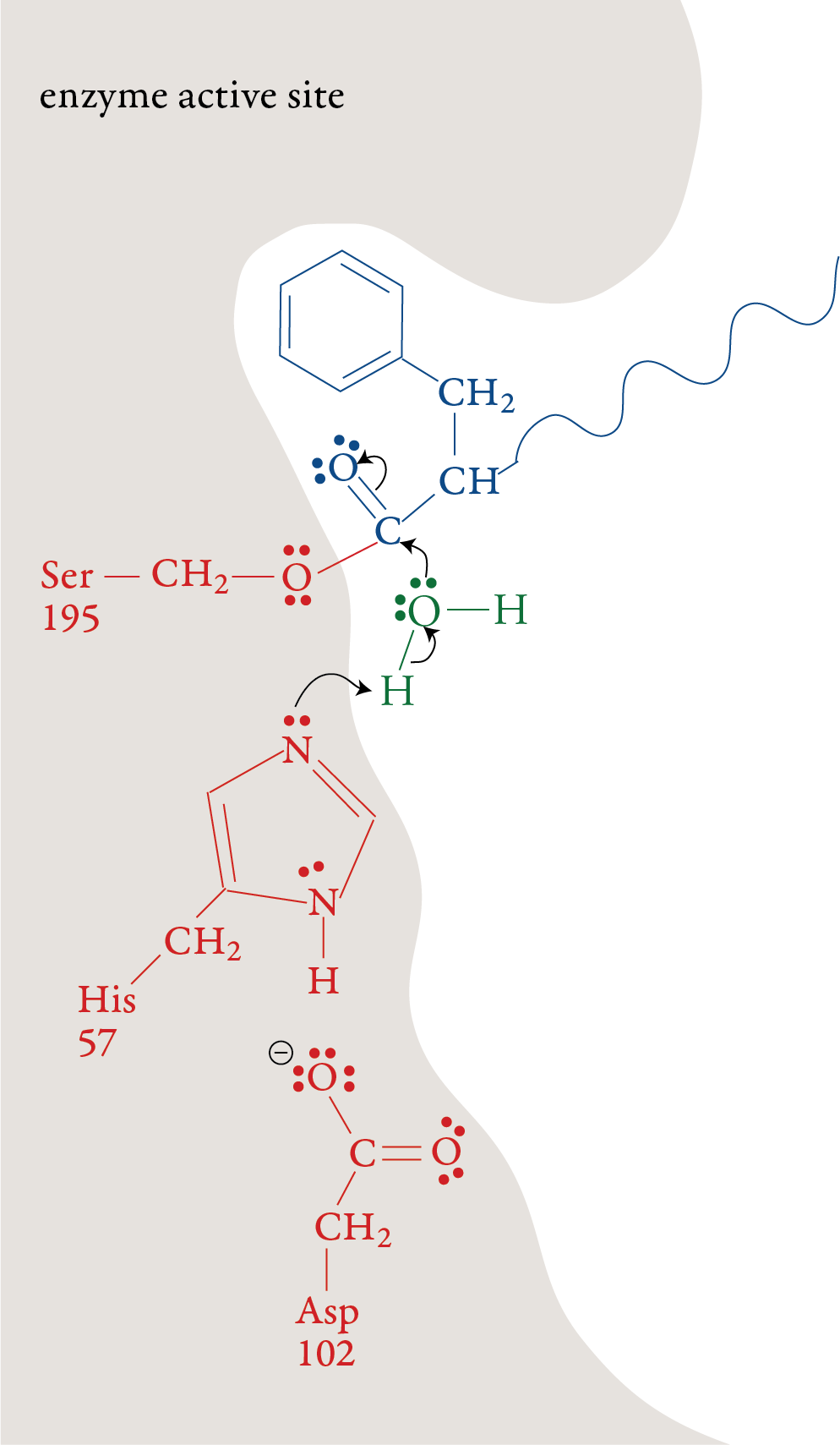 Image of the fourth step in the chymotrypsin mechanism