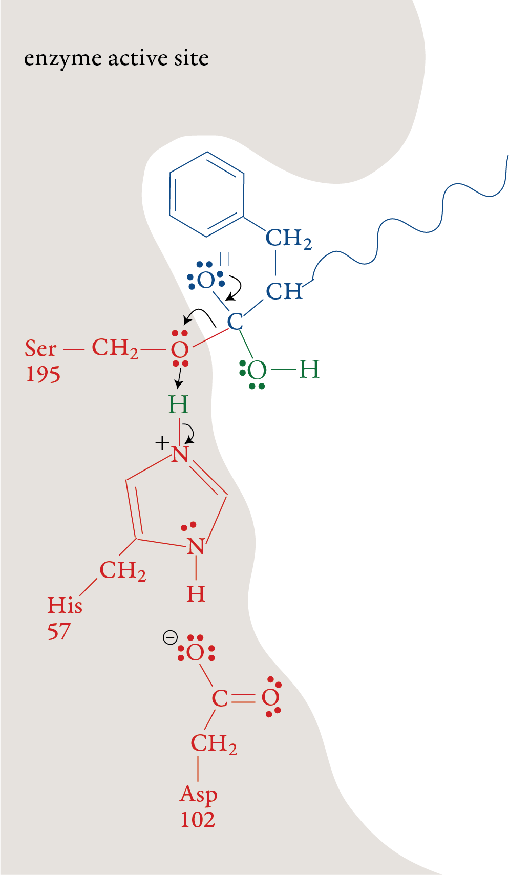 Image of the fifth step in the chymotrypsin mechanism