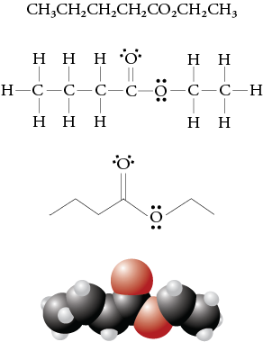Image of the condensed formula, Lewis structure, line drawing, and space filling model for ethyl butanoate