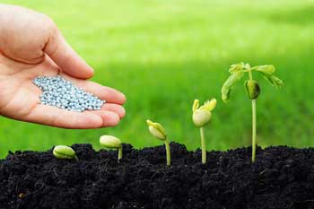 Photo of fertilizer, which include phosphorus, being added to growing plants