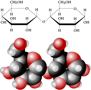 Image of the line drawing and space filling model for maltose