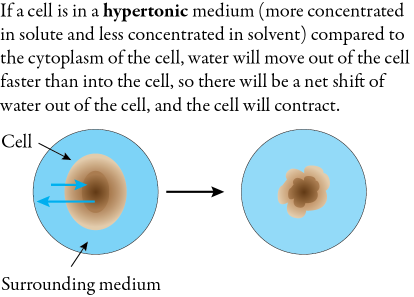 Image showing the net flow of water out of a cell when it is in a hypertonic solution