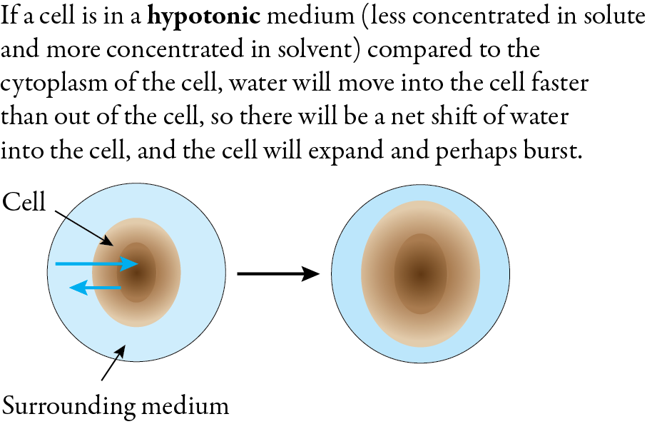 Image showing the net flow of water into a cell when it is in a hypotonic solution