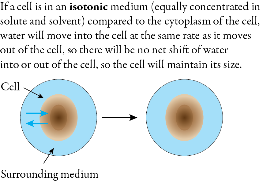 Image showing the flow of water in and out of a cell when it is in a isotonic solution