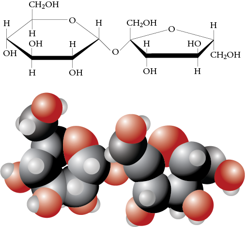 Image of the line drawing and space filling model for sucrose