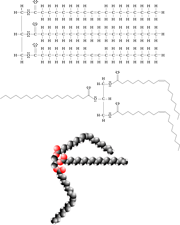 Image of the Lewis structure, line drawing, and space filling model for an unsaturated triglyceride